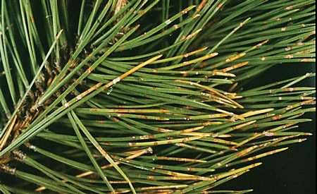 Austrian-pine
