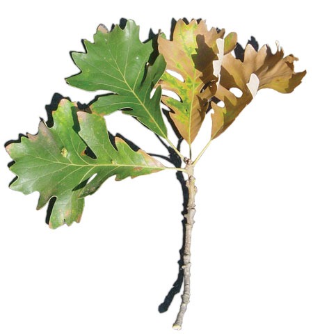 Bur-Oak-progression