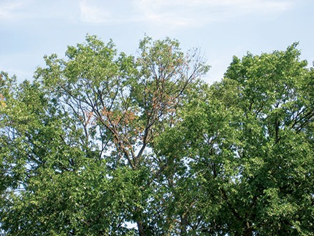 Diseased-Elm-2