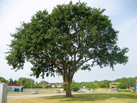 Diseased-Elm-3
