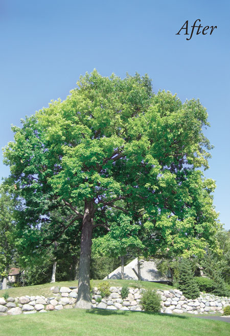 White-Oak_after
