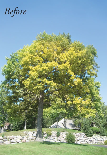 White-Oak_before