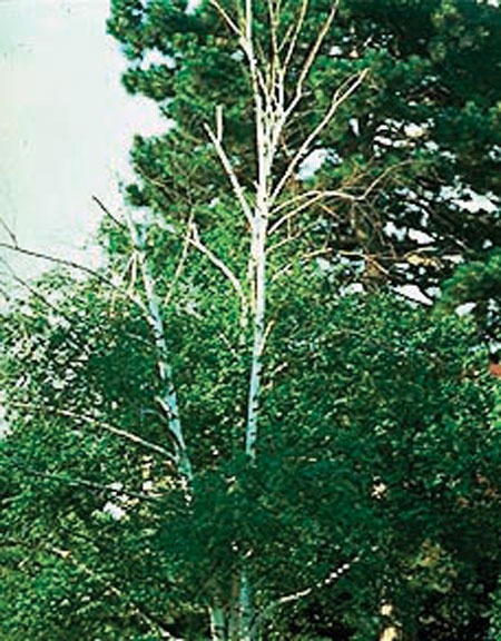 bronze_birch_borer_damage