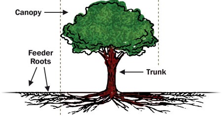 tree-root-system
